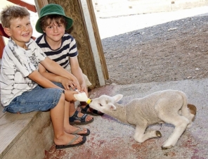 Feeding a lamb